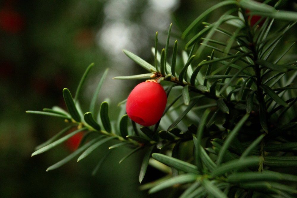 Gardeners Are Planting This “Safe” Shrub — But It’s Deadly for Cats 