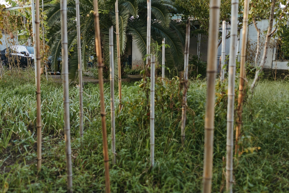 These Plants Could Get You Fined in Your State This Year