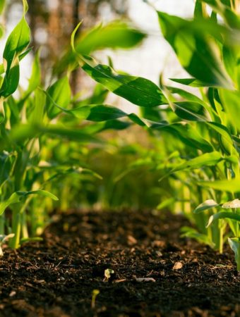 Why Tilling Is Secretly Destroying Your Soil Health In 2026