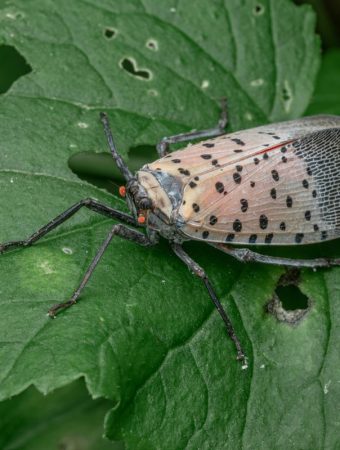 The Bug That’s Hitchhiking on Nursery Plants — And How to Spot It