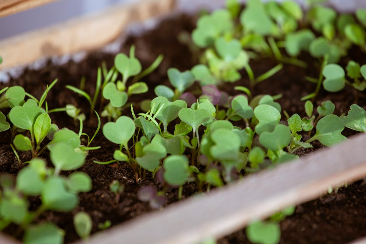 This Common Cold Snap Hack Is Suffocating Seedlings — Experts Warn Gardeners to Stop