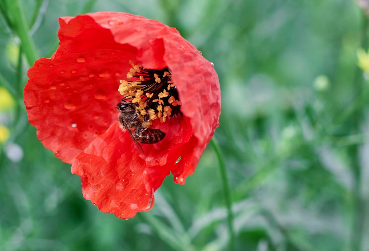 The Budget Pollinator Hacks Backfiring On Homeowners This Spring