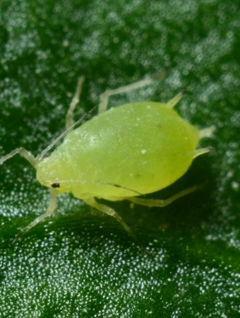 Experts Say Aphid Populations Are Surging Faster Than Expected in the Southeast