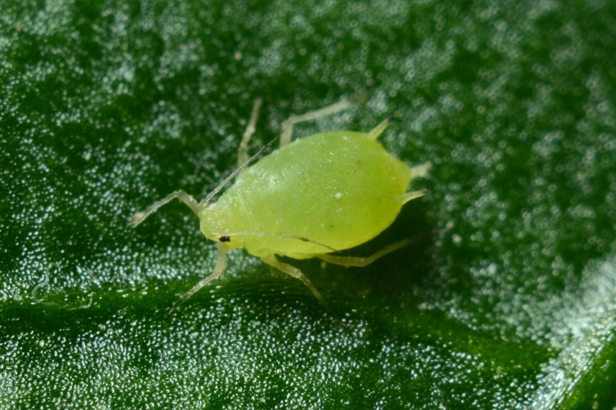 Experts Say Aphid Populations Are Surging Faster Than Expected in the Southeast