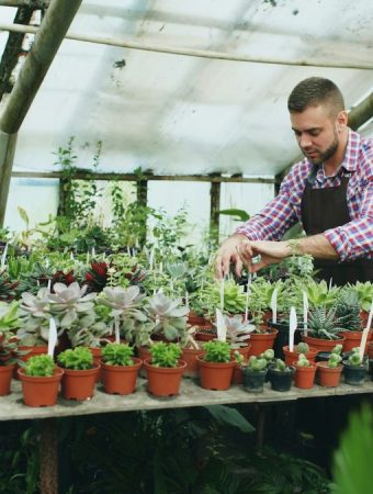 These Are 7 Plants That Are Often Overpriced in March