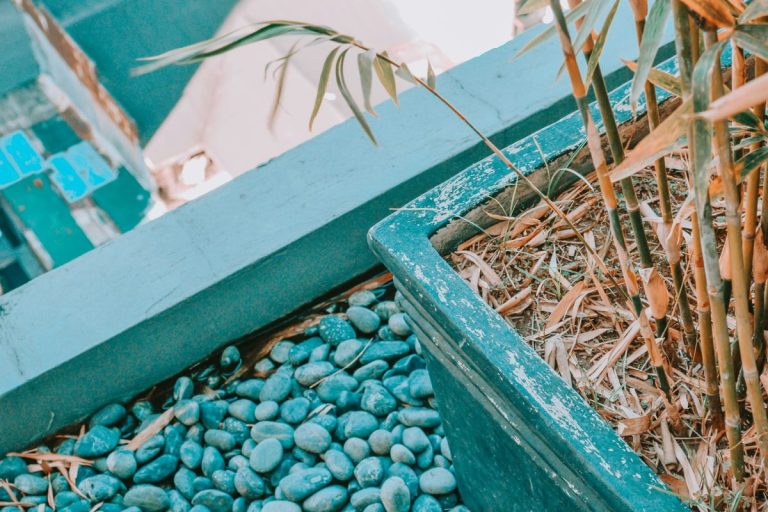 The Cheap Gardening Hack That’s Actually Killing Your Plants