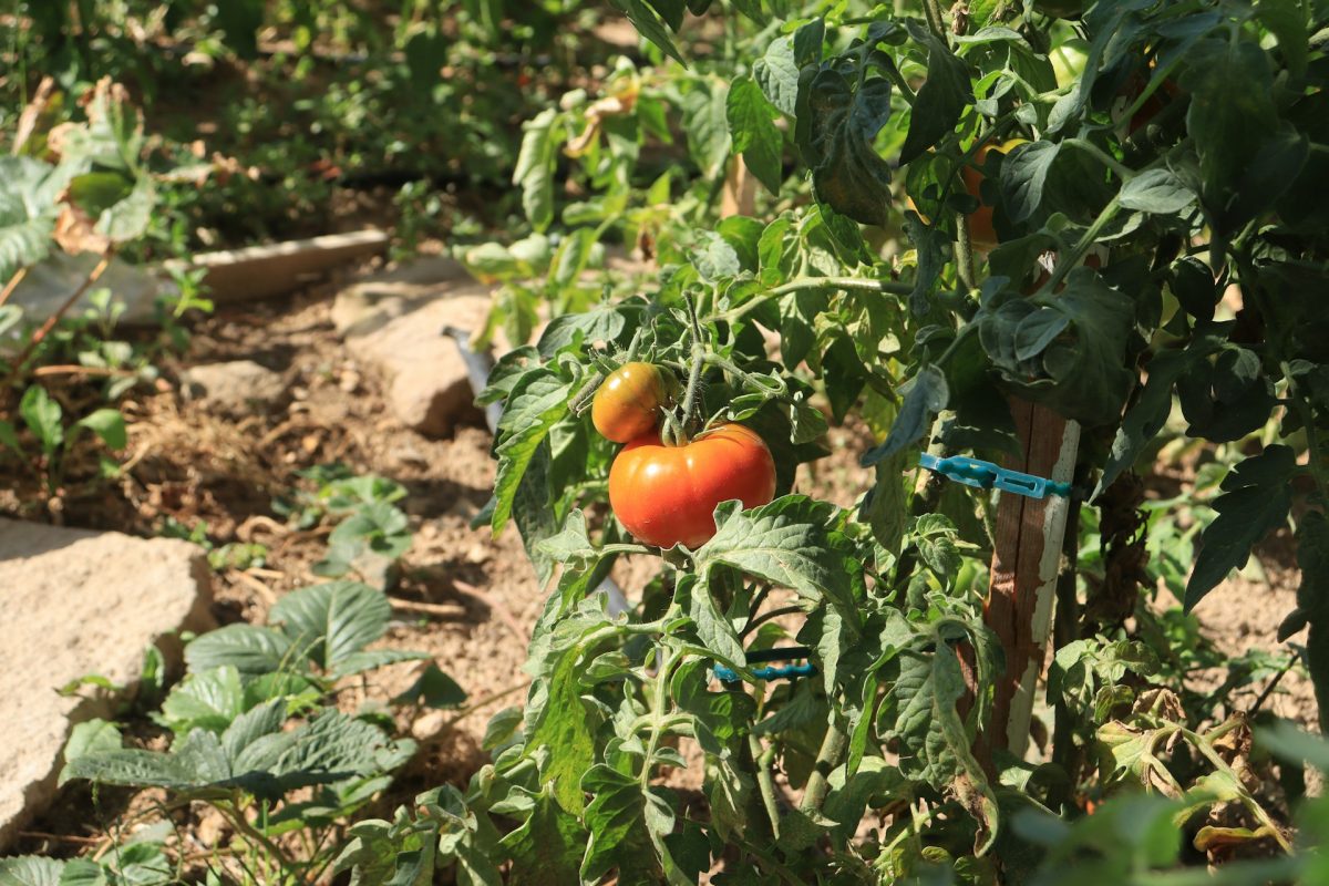 This Backyard Weed Is Hosting a Virus That’s Killing Tomato Plants