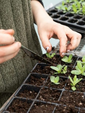 Why Your Seedlings Keep Damping Off — Even With Grow Lights