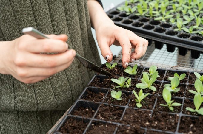 Why Your Seedlings Keep Damping Off — Even With Grow Lights