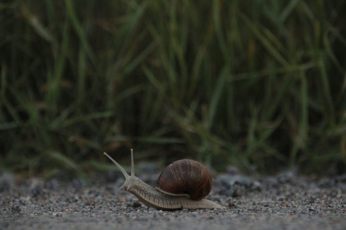 9 Natural Ways to Deter Snails Without Harming Pets or Pollinators