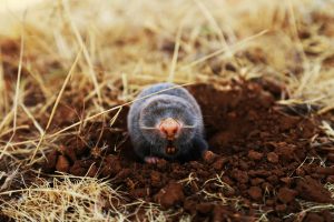 Why Moles Become More Noticeable in Early Spring
