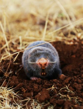 Why Moles Become More Noticeable in Early Spring