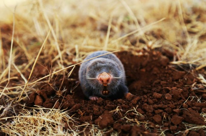 Why Moles Become More Noticeable in Early Spring