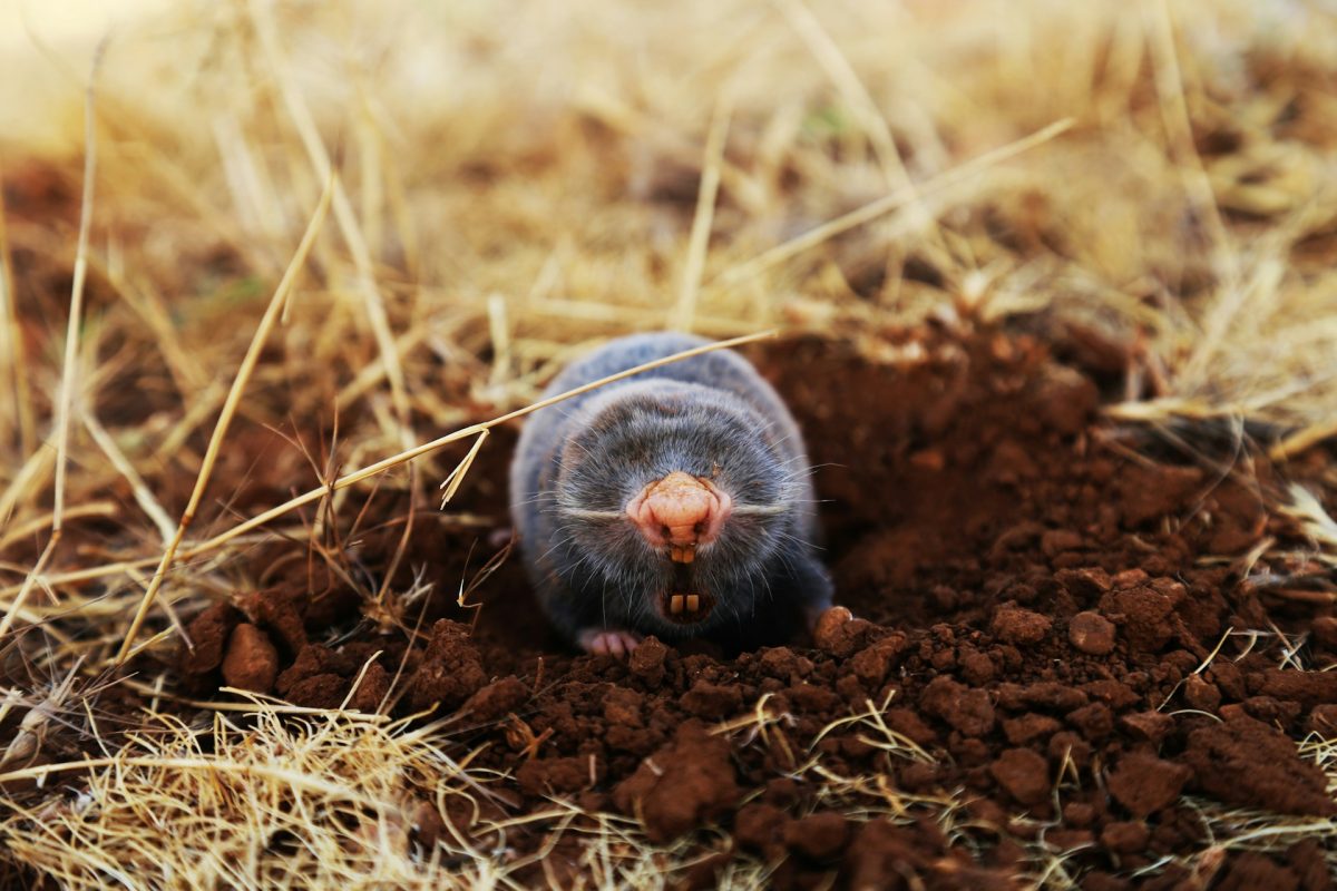 Why Moles Become More Noticeable in Early Spring