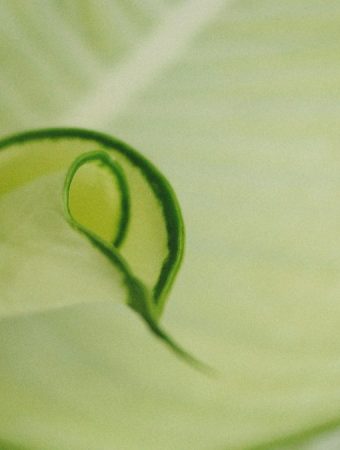 The Hidden Causes of Curling Leaves and How to Stop Them