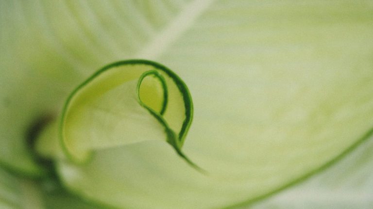 The Hidden Causes of Curling Leaves and How to Stop Them