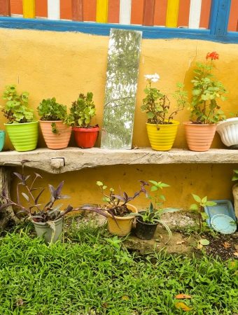 How to Reuse Old Pots Without Harming Plants
