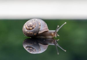9 Natural Ways to Deter Snails Without Harming Pets or Pollinators