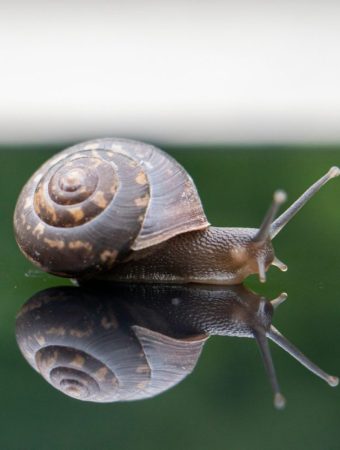 9 Natural Ways to Deter Snails Without Harming Pets or Pollinators