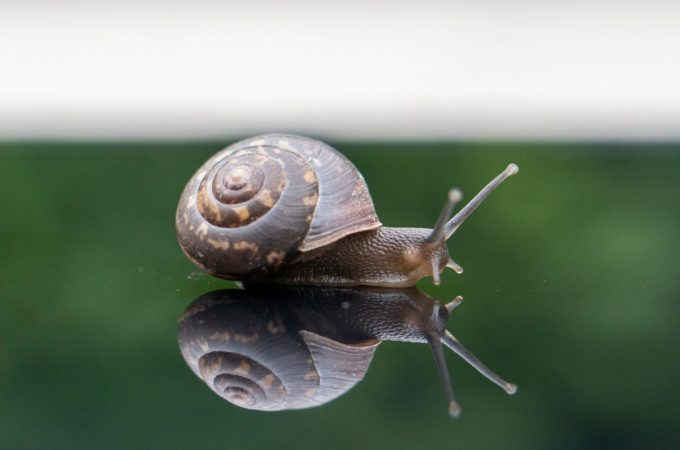 9 Natural Ways to Deter Snails Without Harming Pets or Pollinators