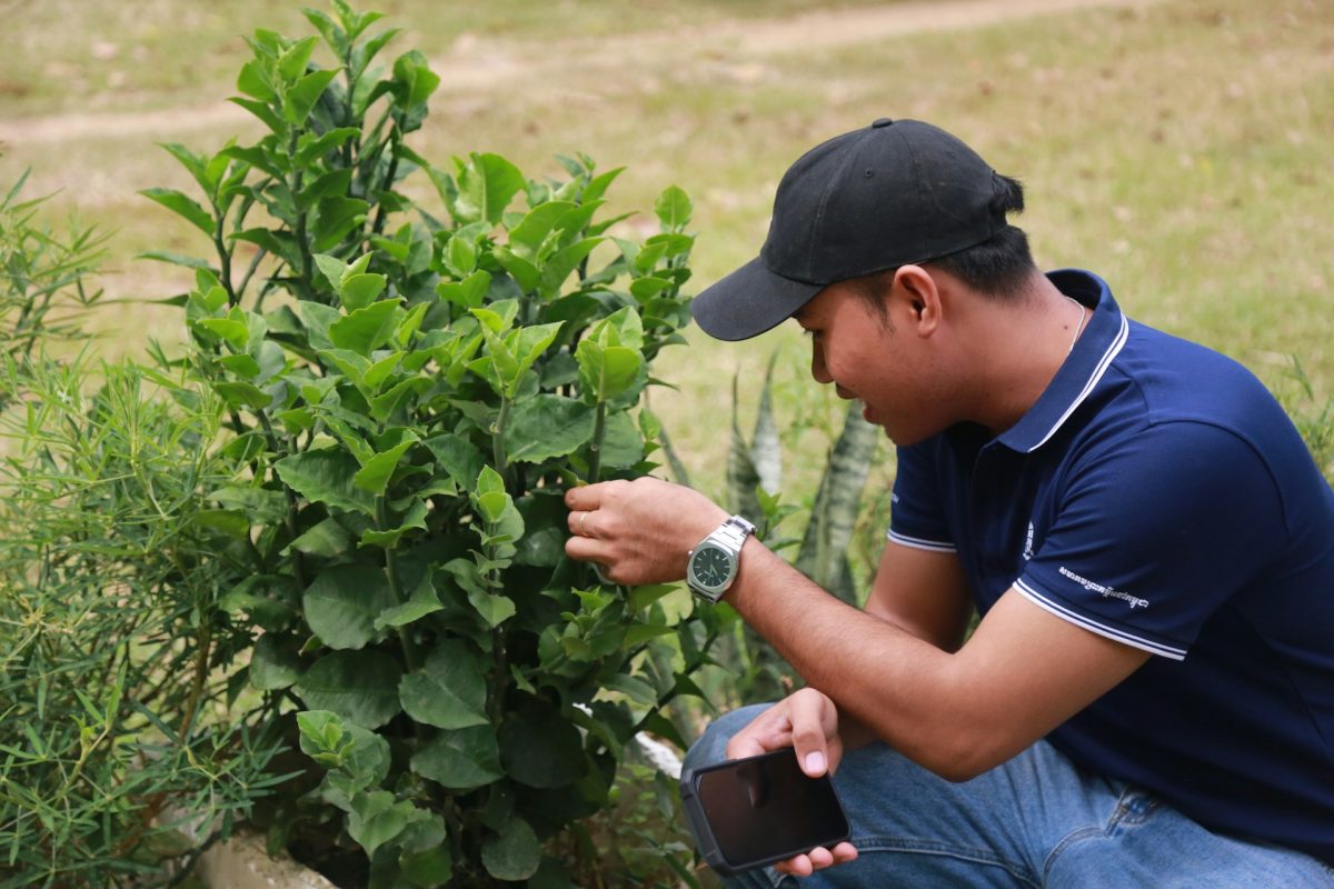 What Powdery Mildew Looks Like and How to Stop It Early