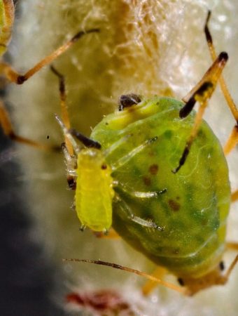 The Unexpected Insect That Devours New Leaves Before You Notice Damage