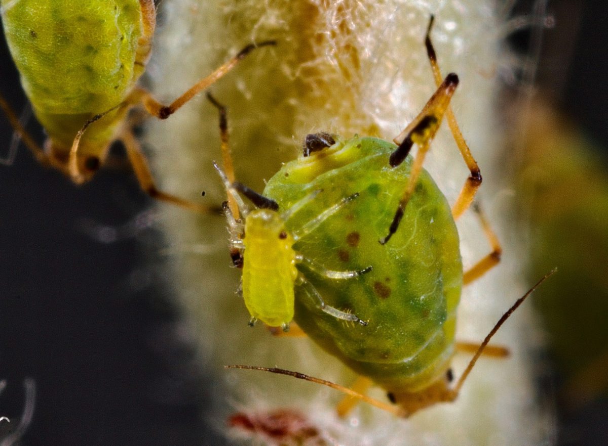 The Unexpected Insect That Devours New Leaves Before You Notice Damage
