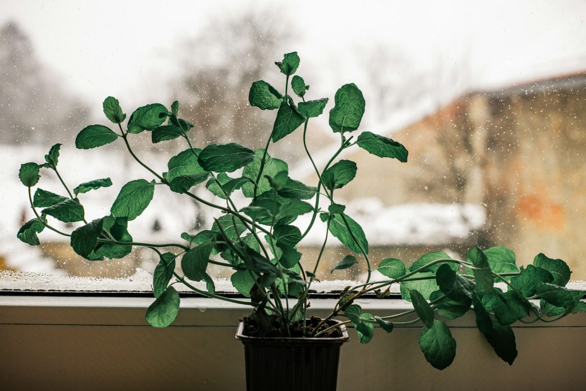 How to Revive Winter-Damaged Plants Without Replacing Them