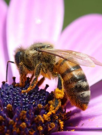 Cheap Ways to Attract Pollinators Early in the Season