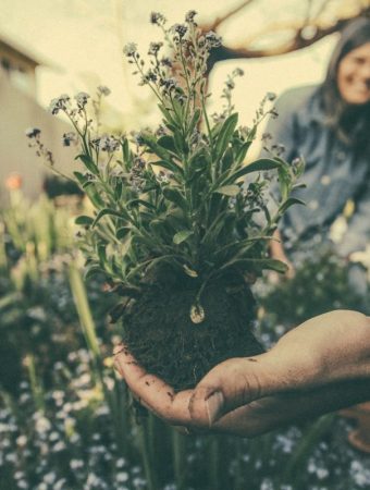 The Free Fertilizer Most Gardeners Throw Away