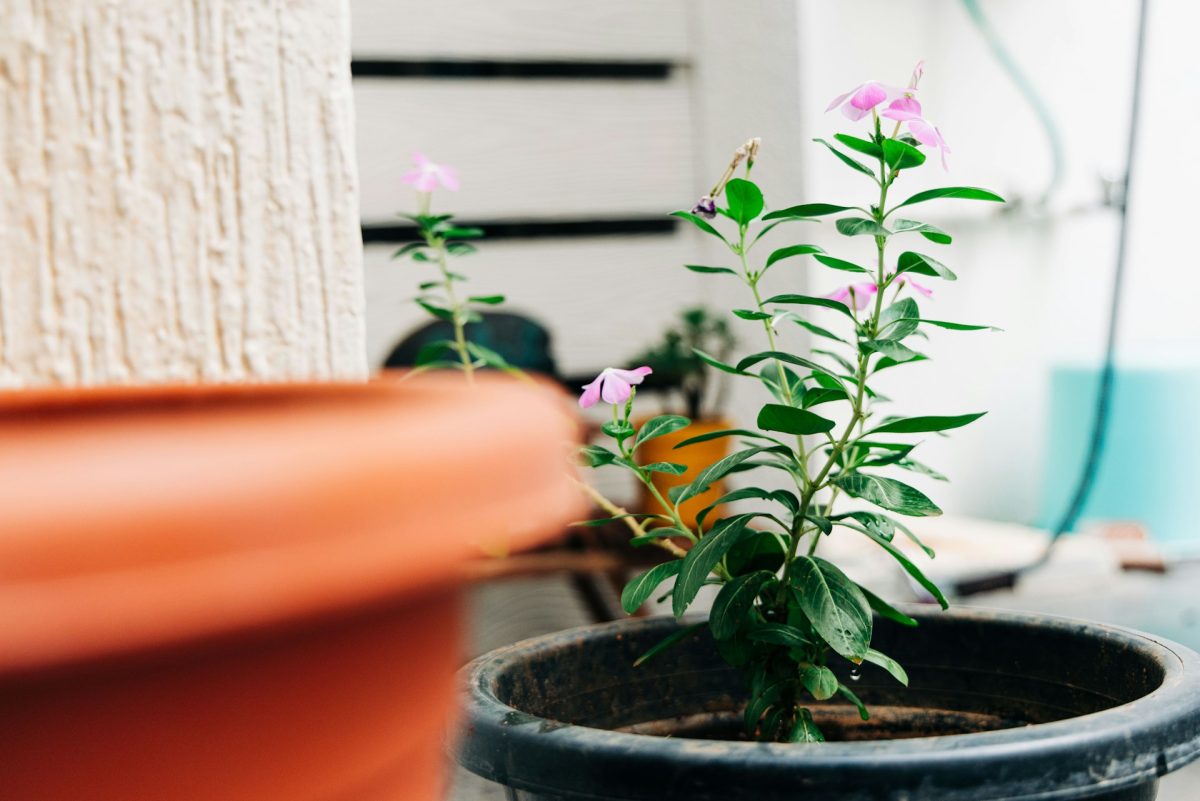How to Reuse Old Pots Without Harming Plants