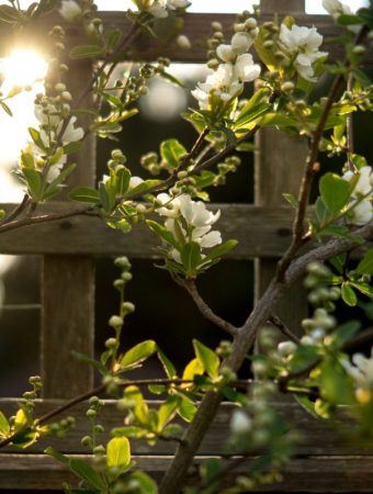 6 DIY Trellis Designs That Support Plants Without Breaking Your Budget