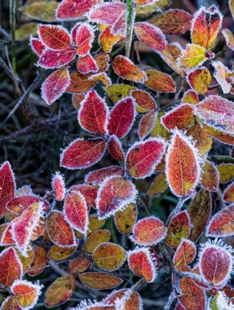 How to Protect Roots From Late Frosts Without Covers