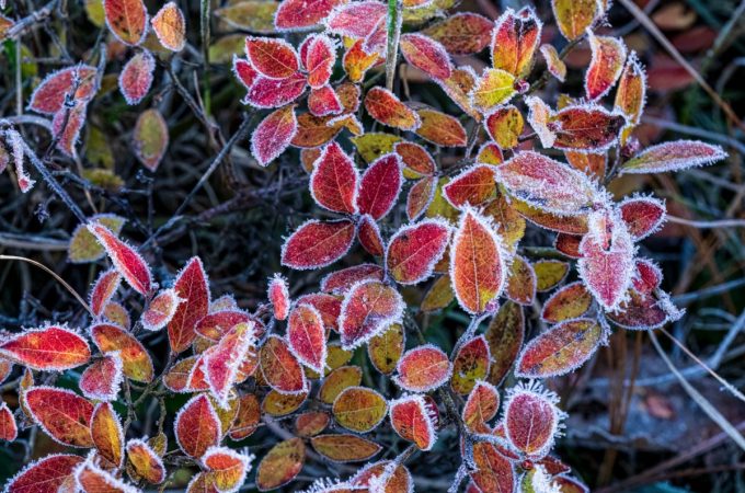 How to Protect Roots From Late Frosts Without Covers