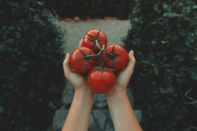 Ways to Grow Tomatoes for Less This Year