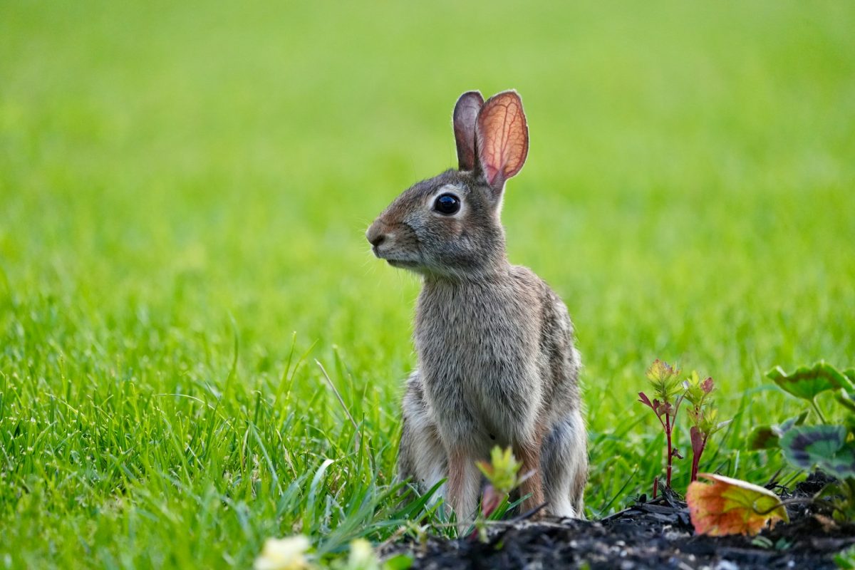 5 Proven Ways to Keep Rabbits Out of Your Garden Without Building Fences