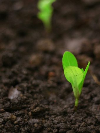 Low-Cost Ways to Protect Seedlings From March Cold Snaps