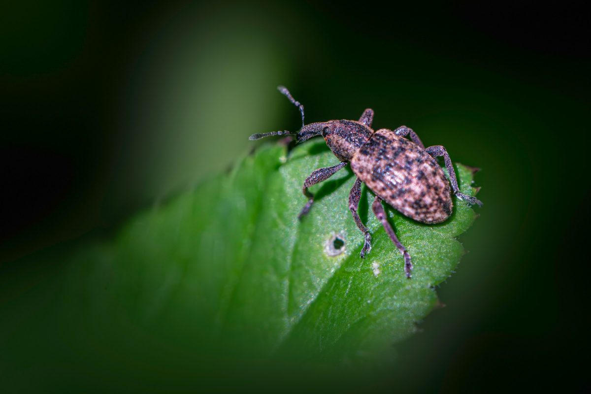 What Curling Leaves Often Signal in Spring