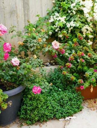 The Truth About Dollar-Store Garden Supplies