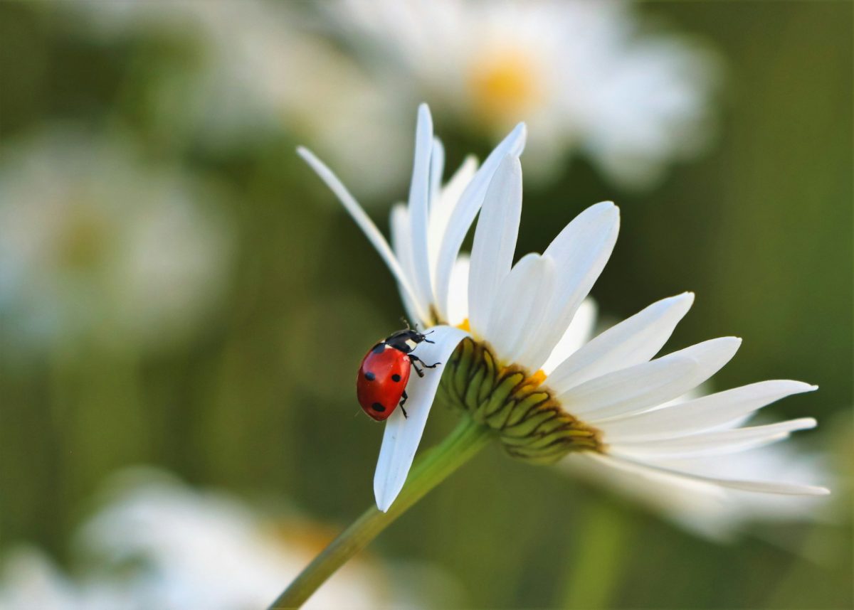 Why Some Gardens Attract More Pests