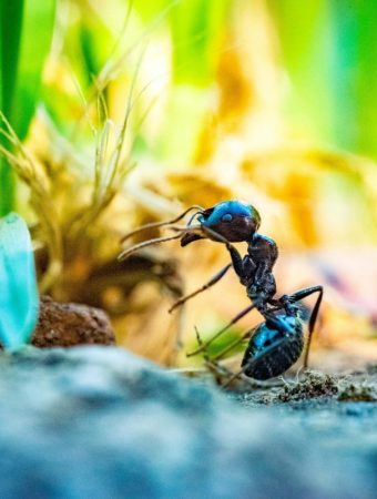 What Ants in Your Garden May Be Signaling