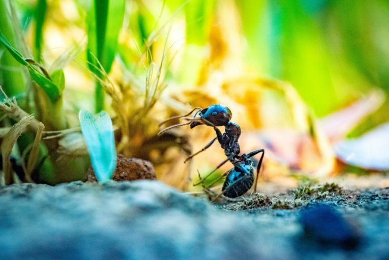 What Ants in Your Garden May Be Signaling