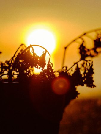 March Fungal Diseases to Watch For