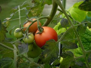 How to Grow Tomatoes Successfully Without Buying Store Transplants