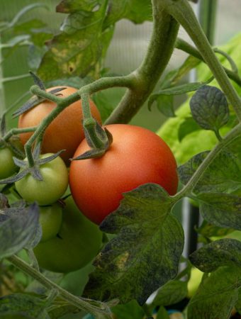 How to Grow Tomatoes Successfully Without Buying Store Transplants
