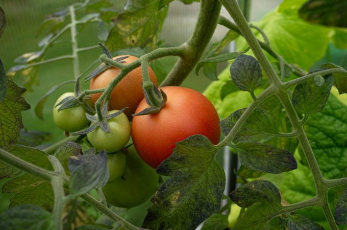 How to Grow Tomatoes Successfully Without Buying Store Transplants