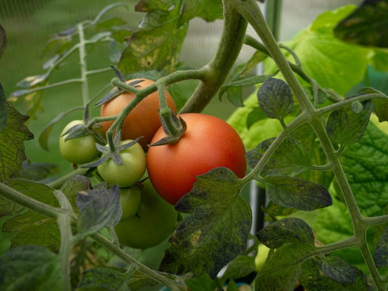 How to Grow Tomatoes Successfully Without Buying Store Transplants