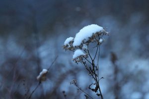 How to Revive Winter-Damaged Plants Without Replacing Them