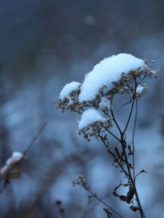 How to Revive Winter-Damaged Plants Without Replacing Them