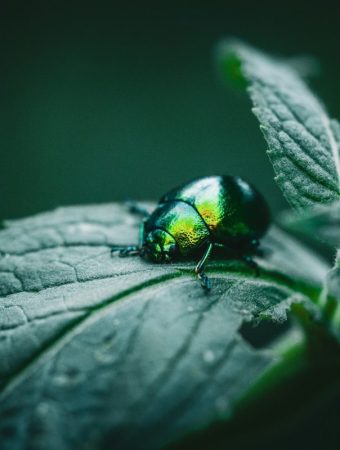 March Bugs That Target Tender New Leaves
